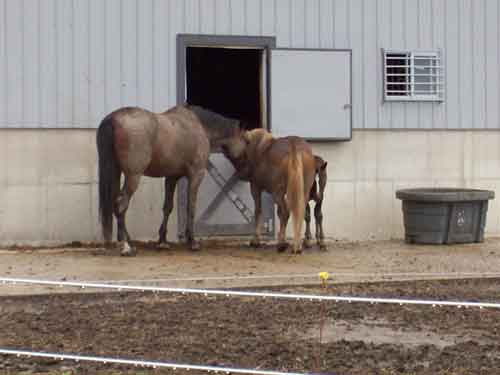 Amish Barn and Horses, Arthur, IllLinois