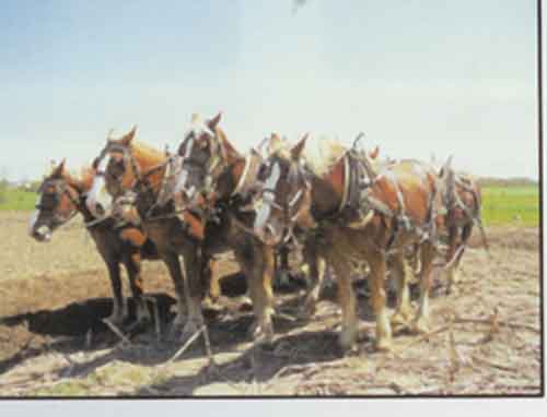 Belgian Horse Team